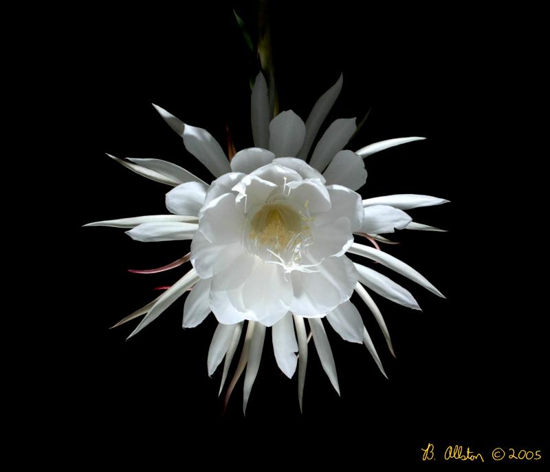 Night Blooming Cirrus