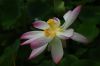 Lotus_Flower.jpg